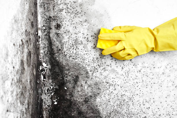 Best Industrial Mold Remediation in South Run, VA