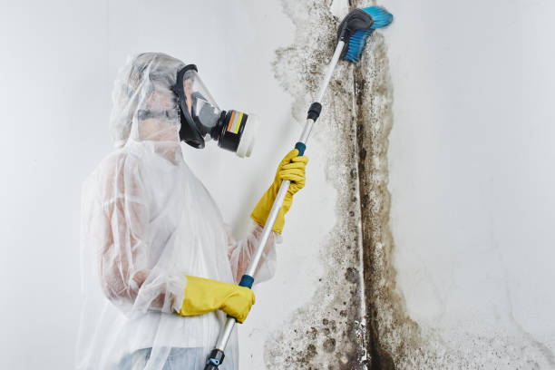 Best Health and Safety Mold Remediation in South Run, VA
