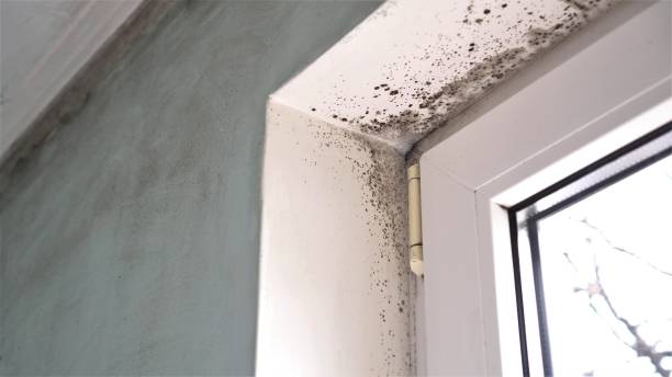 Best Post-Flood Mold Remediation in South Run, VA