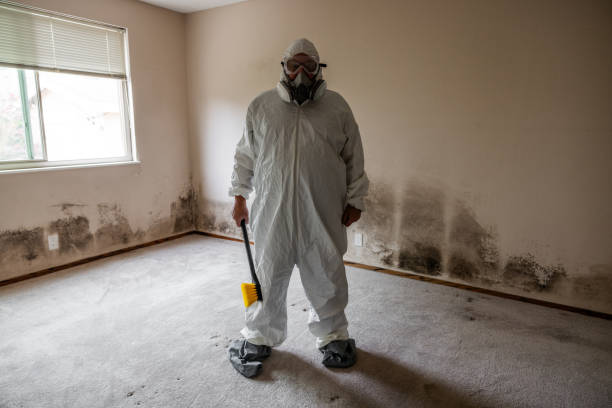 Best Post-Flood Mold Remediation in South Run, VA