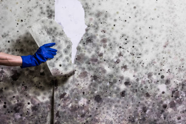 Best Attic Mold Remediation in South Run, VA