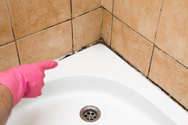 South Run, VA Mold Remediation Company